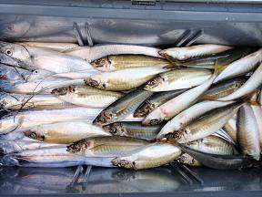 太刀魚 鯵釣り 釣果
