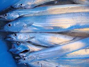 太刀魚テンヤ釣り