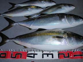 青物 メジロ釣果
