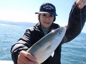 ハマチ飲ませ釣り