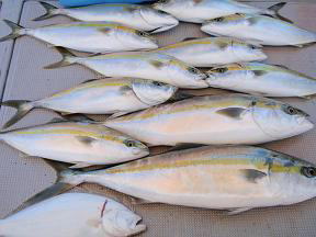 メジロ ハマチ釣果
