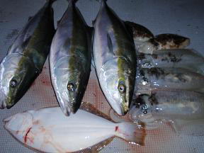 エギ アオリイカ釣り