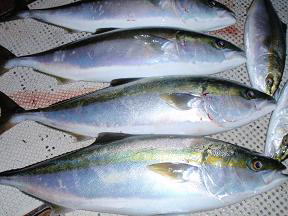 青物 メジロ釣果