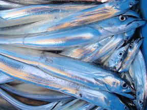太刀魚釣果