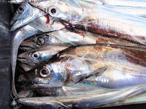 太刀魚釣果