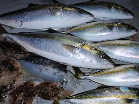 ハマチ メジロ釣果