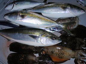 青物メジロ アオリイカ釣果