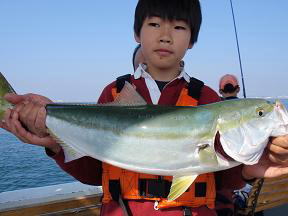 呑ませ釣り メジロ