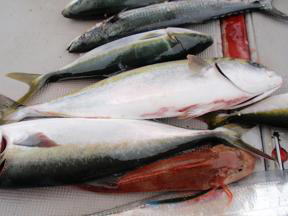 青物釣果