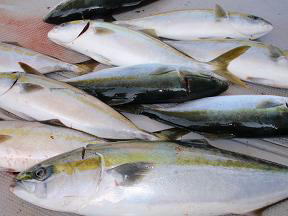 青物呑ませ釣り釣果