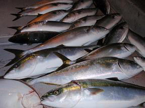 青物 メジロ ハマチ 釣果