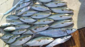呑ませ釣り 釣果