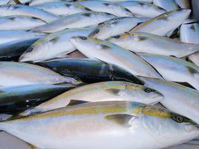 青物 メジロ ハマチ釣果