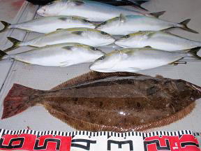 呑ませ釣り 釣果 ハマチ ヒラメ 青物