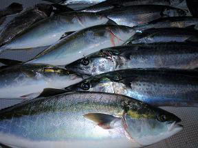 サワラ メジロ 釣果