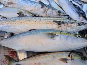 青物 サワラ 太刀魚 釣果