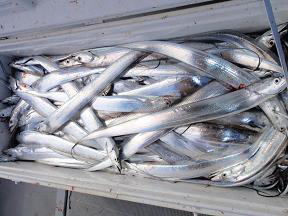 太刀魚釣果
