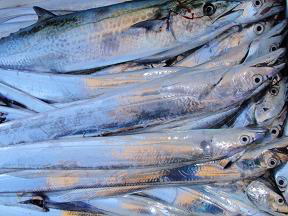サワラ 太刀魚 釣果