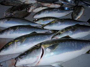 青物 ハマチ メジロ 釣果
