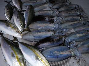 ハマチ アオリイカ釣果