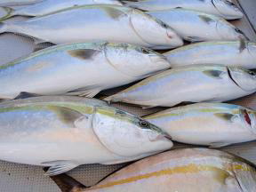 青物 メジロ ハマチ釣果
