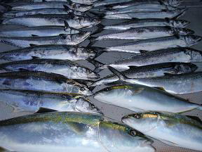メジロ サワラ 釣果