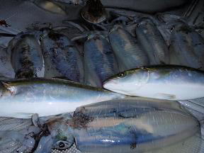 アオリイカ ハマチ釣果