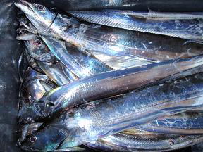太刀魚 釣果