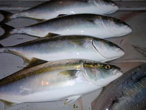ハマチ アオリイカ 釣果