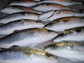 青物 ハマチ 釣果