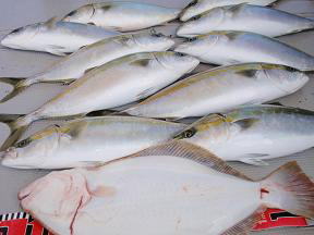 青物 ハマチ ヒラメ 釣果