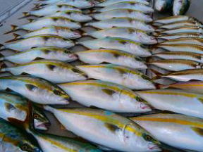 ハマチ鯵釣果