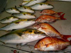 鯛 青物 釣果