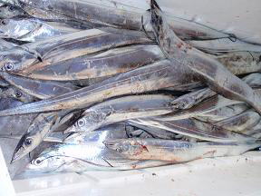 太刀魚釣果