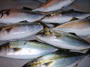 青物 ハマチ釣果