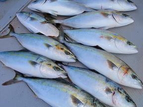 ハマチ 釣果