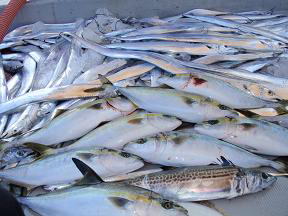 ハマチ 太刀魚 サゴシ 釣果