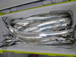 ジギング 太刀魚釣果