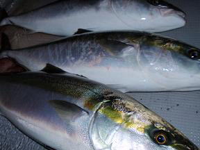 メジロ釣果