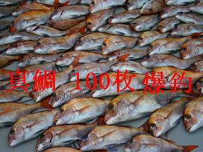 真鯛釣果