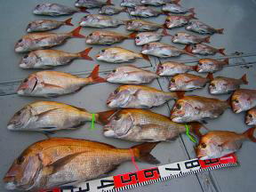 真鯛釣果