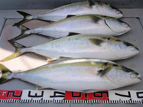 ジギング 青物 メジロ釣果