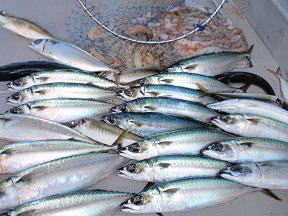 サバ釣り釣果