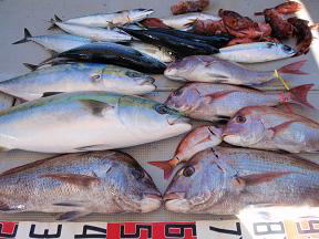 真鯛 ブリ 青物釣果