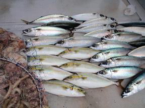 サバ ツバス釣果