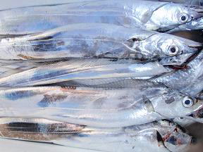 太刀魚釣果