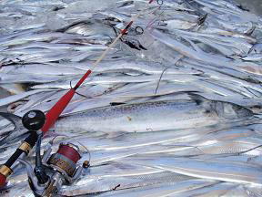 太刀魚釣果