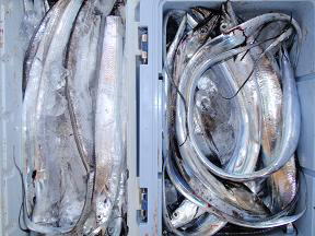 太刀魚釣果