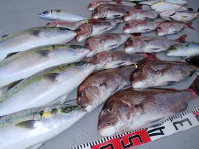青物 真鯛 釣果