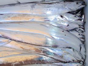 太刀魚 釣果